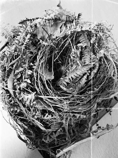 SoarⅠ　（English.ver)