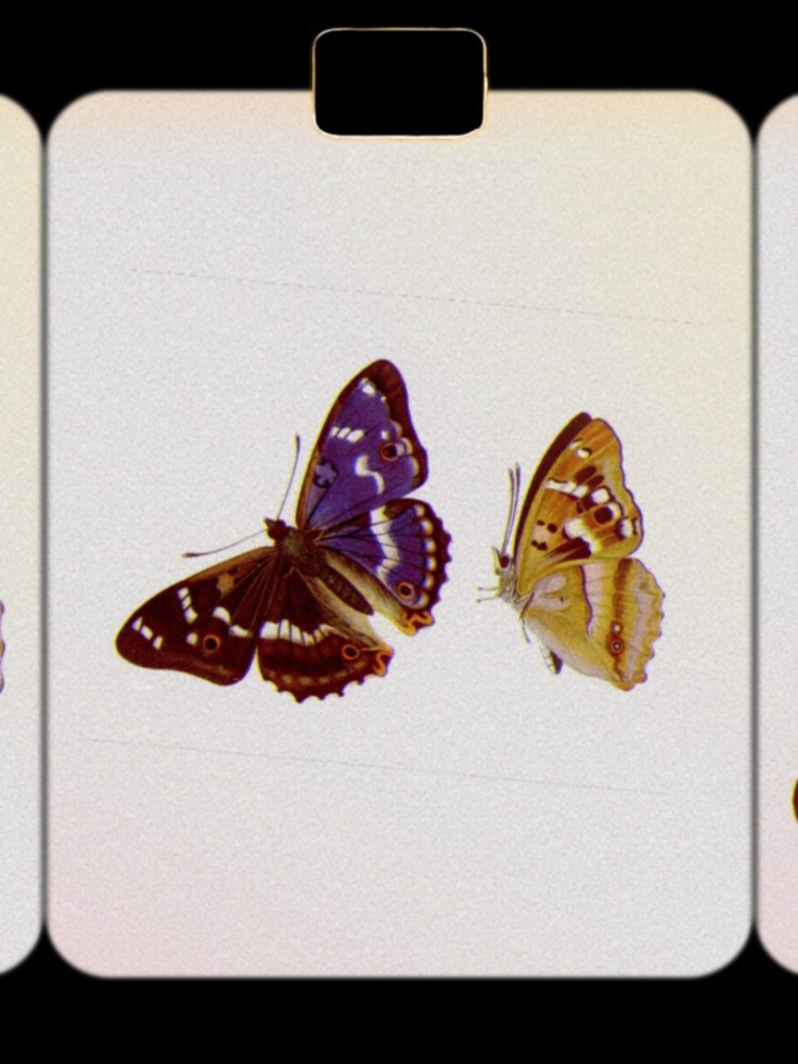 Das Nachtpfauenauge（English)